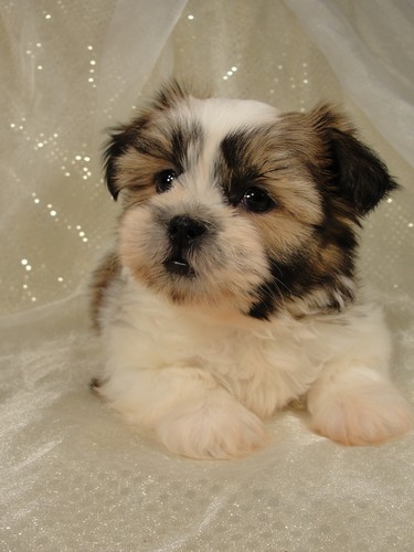 Male shih Tzu Puppy for sale #1 Born October 16th, 2011
